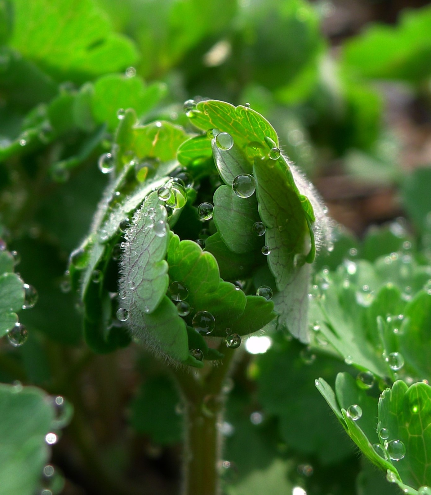 A close up of water drops on the leaves.