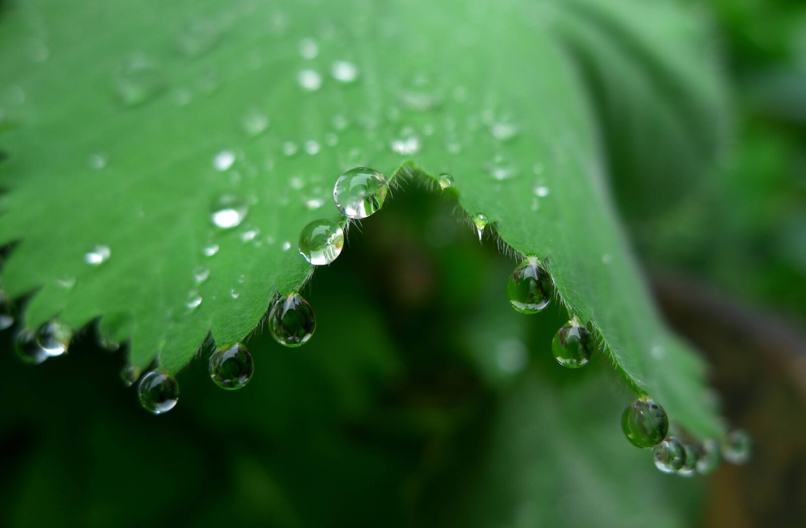 Droplets hanging from serrated leaf edge