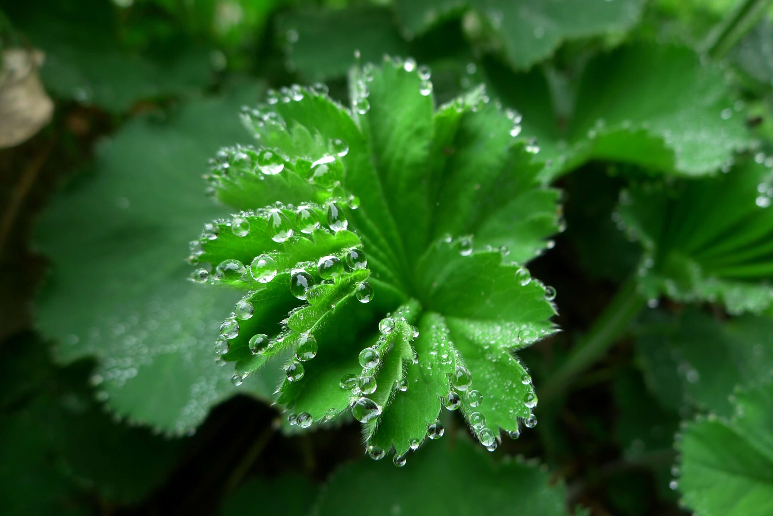 A close up of the leaves of a plant