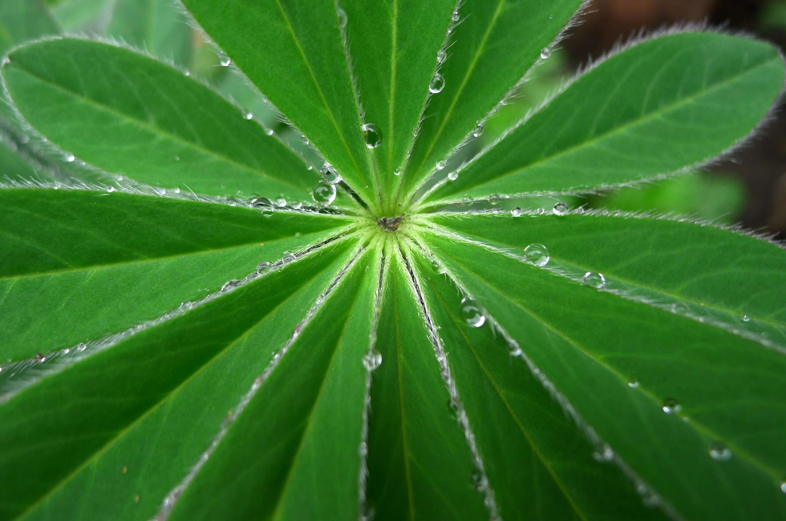 A close up of the center of a plant